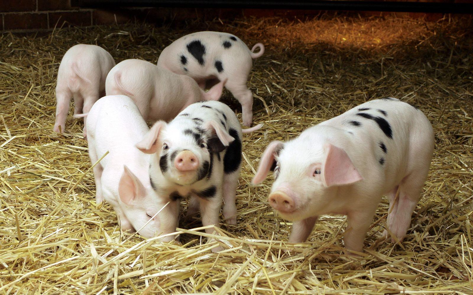 В АСУ розповіли, як зростуть ціни на свинину напередодні Нового року