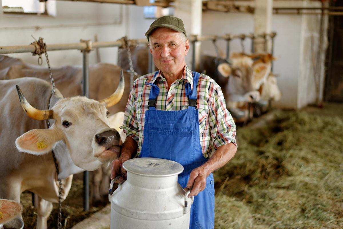 Проєкт «Сімейні молочні ферми» охопив 11 регіонів України