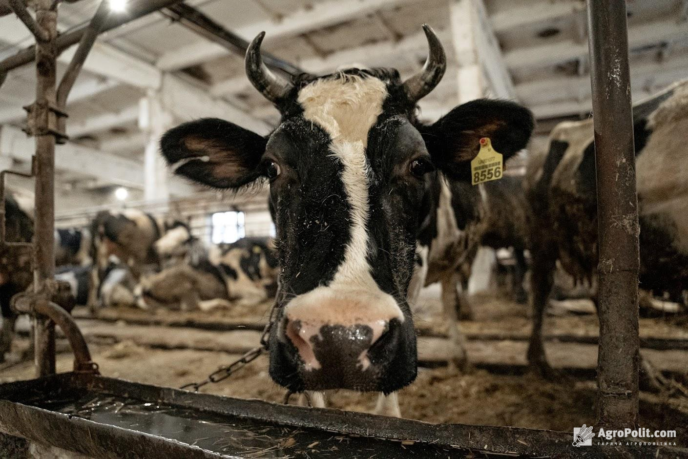Нардепи ухвалили 3 важливі законопроекти щодо біобезпеки тварин і харчової продукції