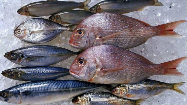 Мінагрополітики затвердило квоти добування водних біоресурсів в рибогосподарських водних об'єктах у 2022 році