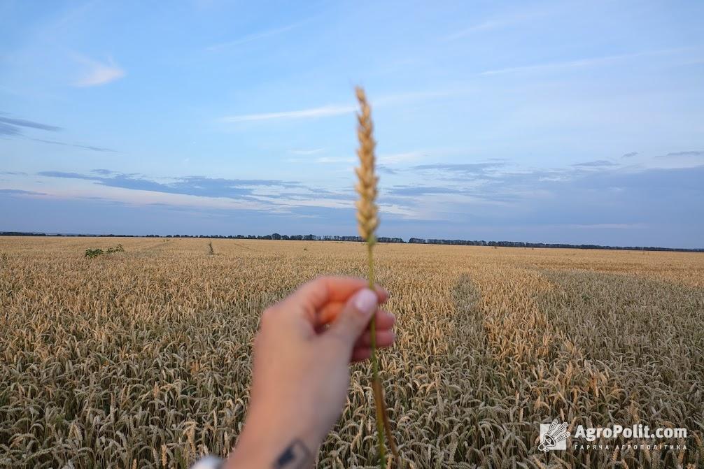 Україна експортувала понад 33 млн т зернових та зернобобових
