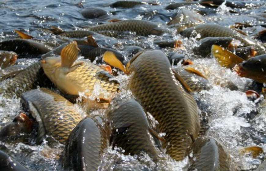 Україна наростила експорт живої риби на 33%
