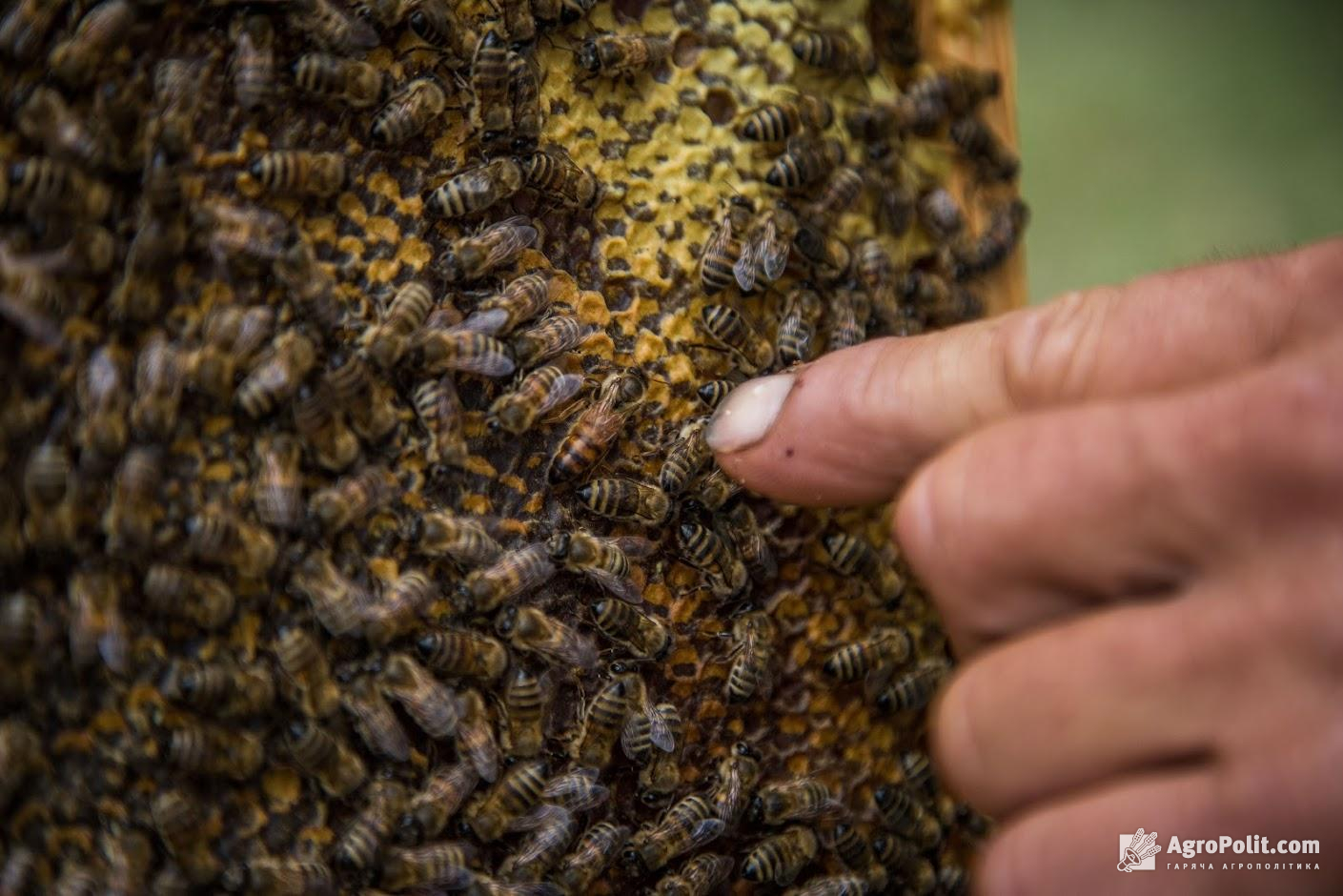 Мінагрополітики озвучило заходи для попередження отруєння бджіл