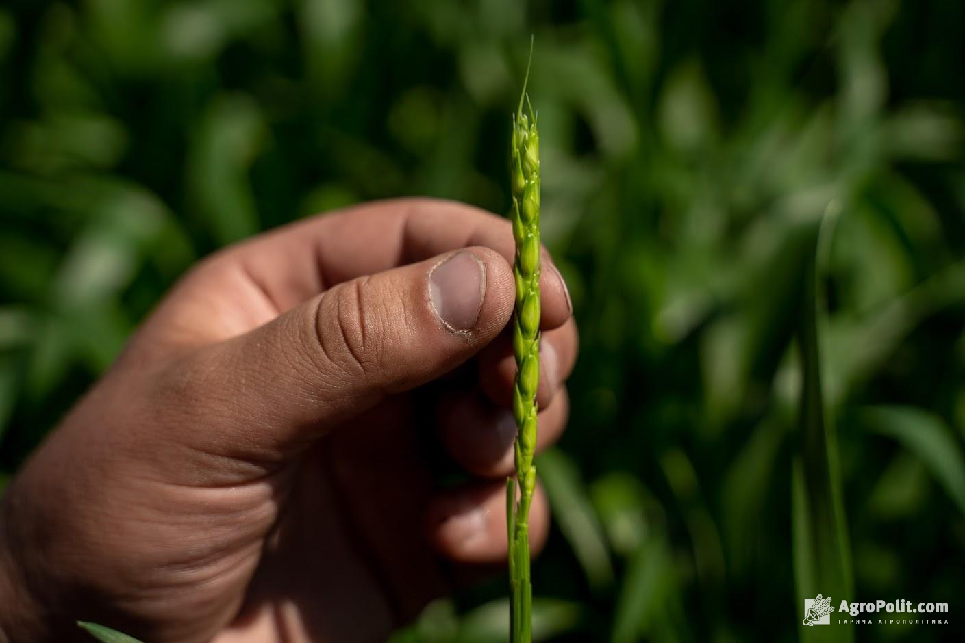 Кризова ситуація в Чорноморському регіоні укріплює ціни на пшеницю