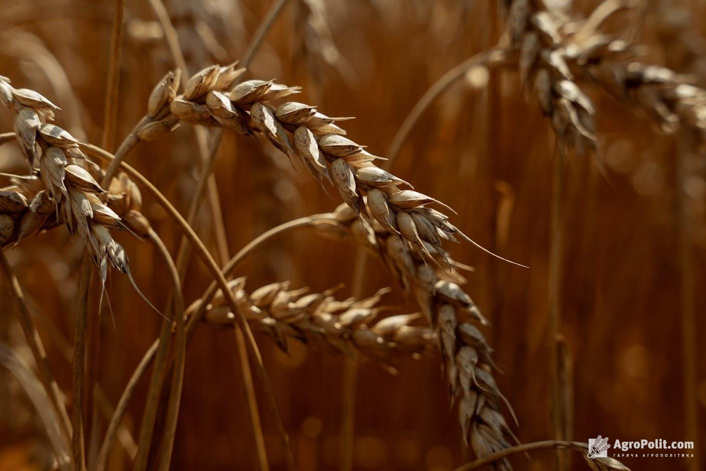 В Україні площа озимих зернових становить 7,7 млн га, — Мінагрополітики