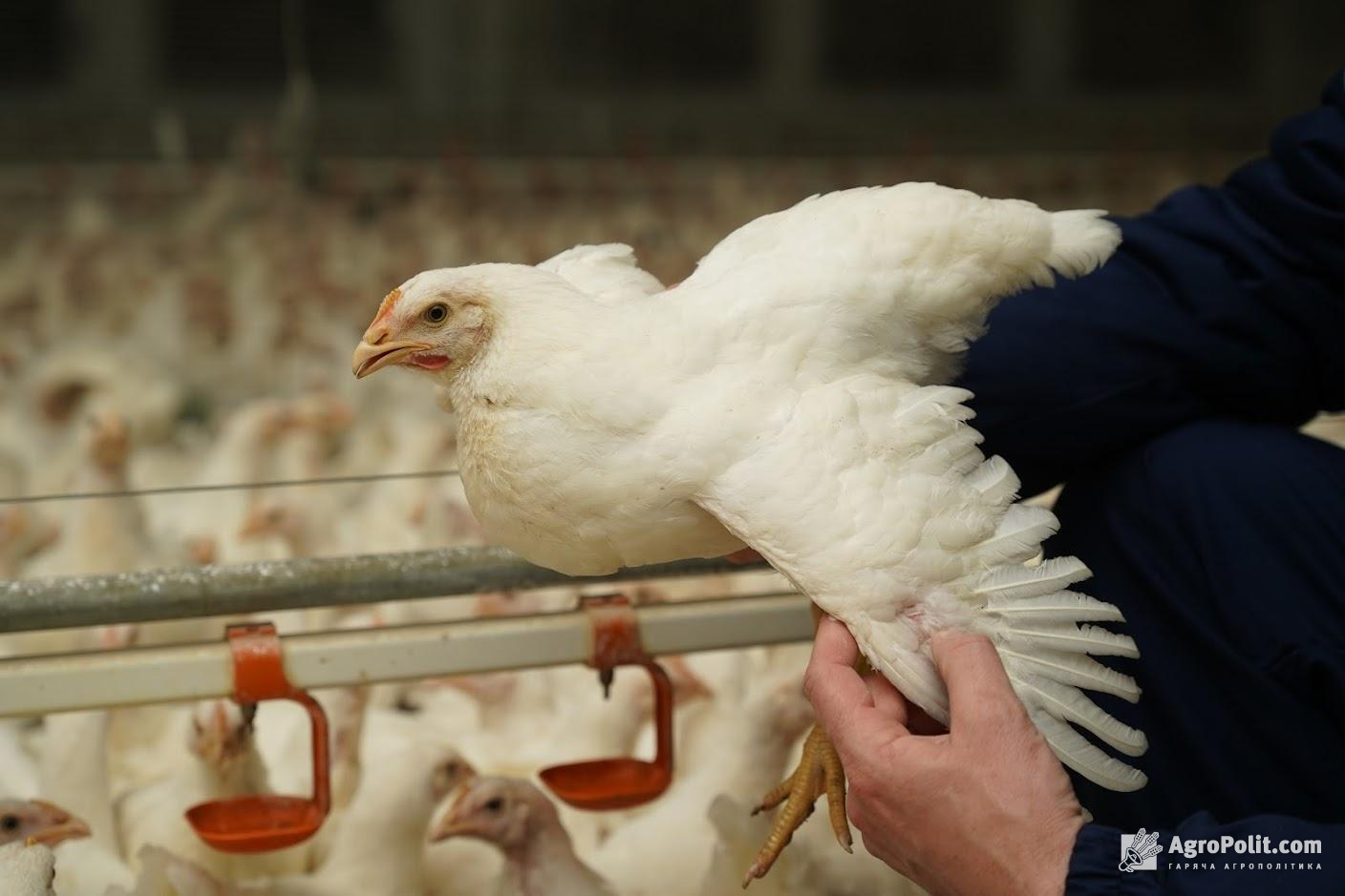 Україна обмежила ввезення м'яса птиці із США