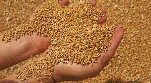 Світ може втратити українську пшеницю через ескалацію Росією воєнного конфлікту — експерт
