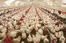 Україна експортуватиме  м'ясо птиці до Єгипту