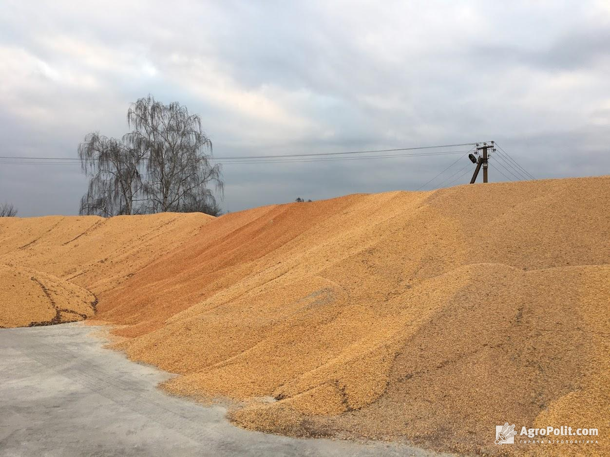 Мінагрополітики: Україна має запаси пшениці на два роки, олії – на 5 років