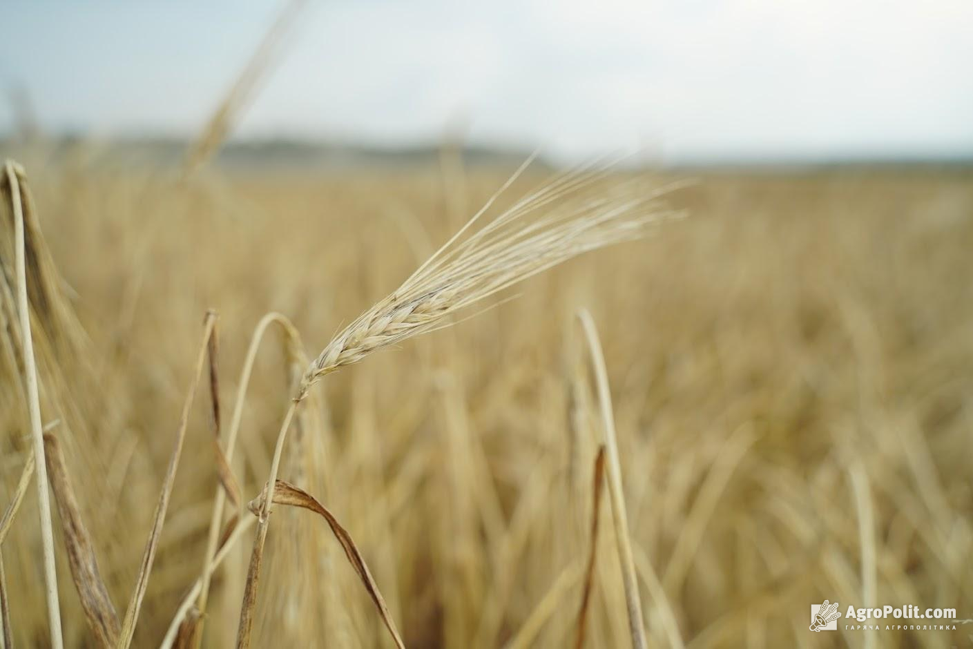 Україна почала експортувати зерно в ЄС залізницею