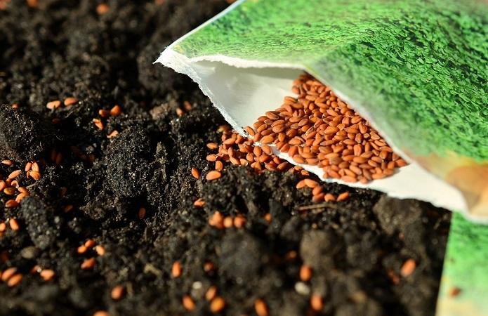 У росії хочуть заборонити експорт насіння ріпака та соняшнику