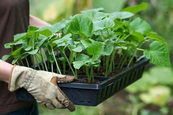 «Укрпошта» приймає замовлення на доставку насіння та садового інвентаря