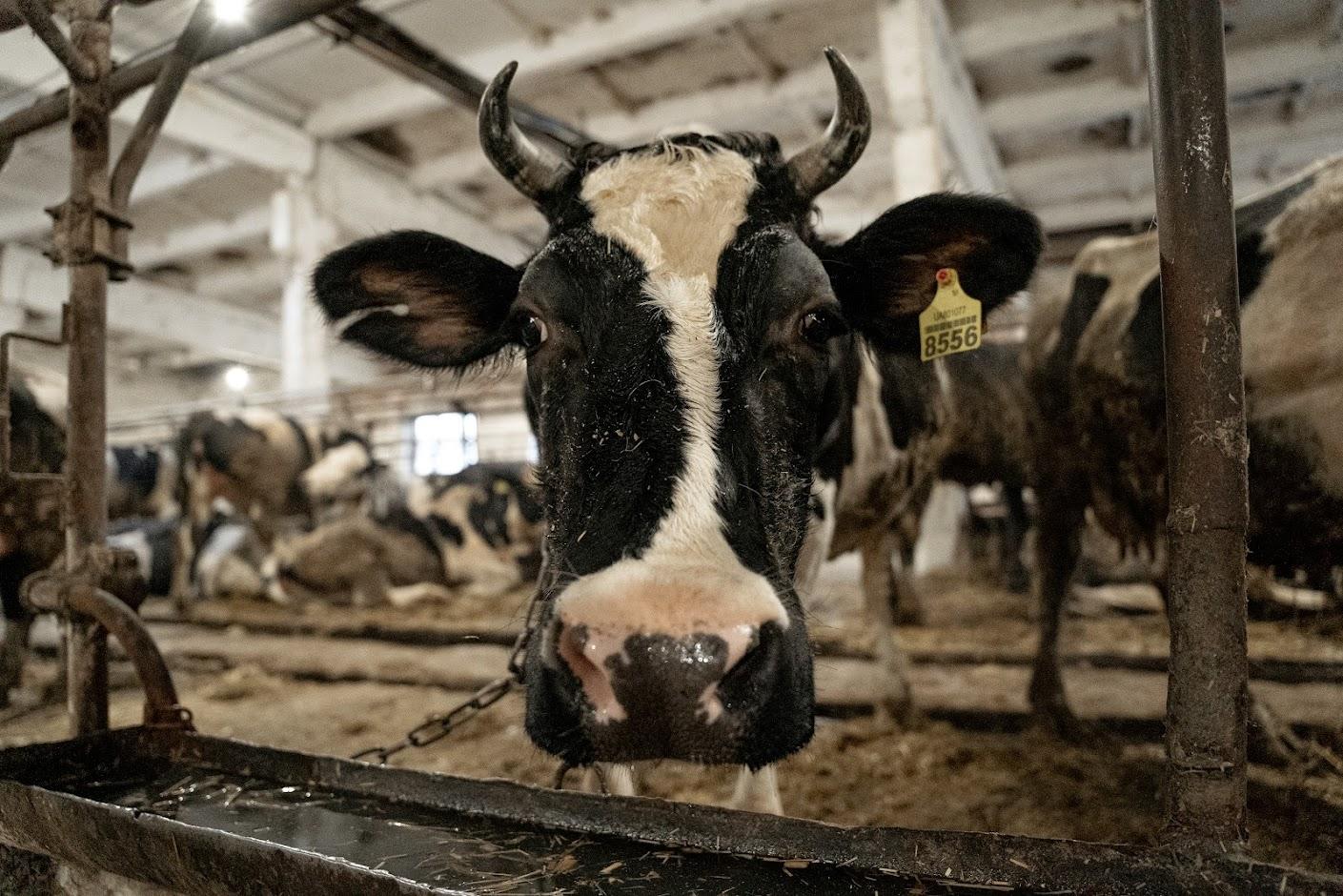 Україна зняла заборону на експорт яловичини та ВРХ
