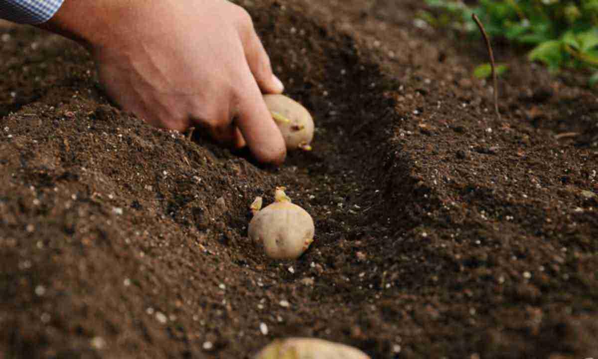 Посаджено вже майже 130 тис га картоплі — у Мінагрополітики відзвітували про стан посівної кампанії