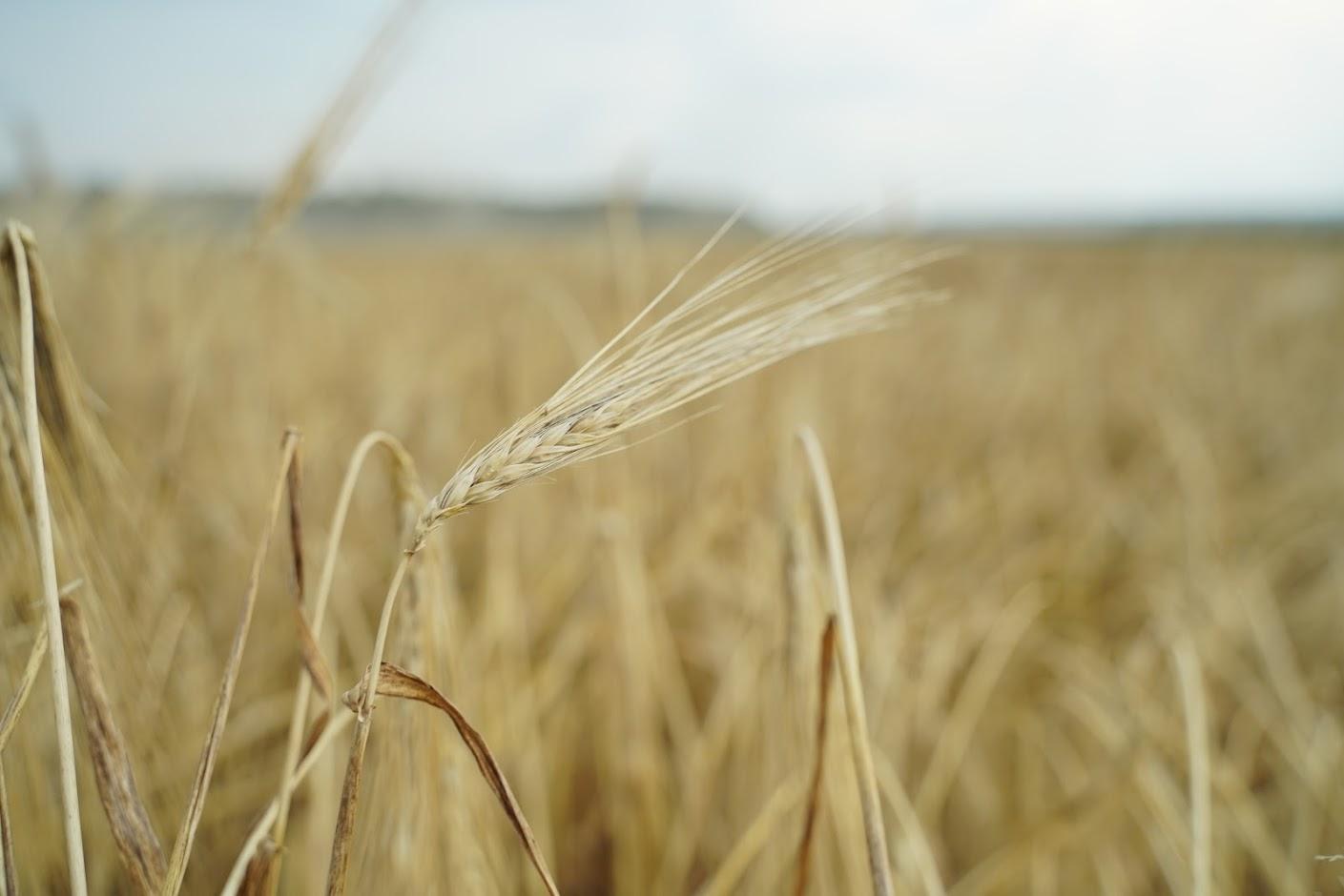 У Мінагрополітики почали видавати ліцензії на експорт пшениці