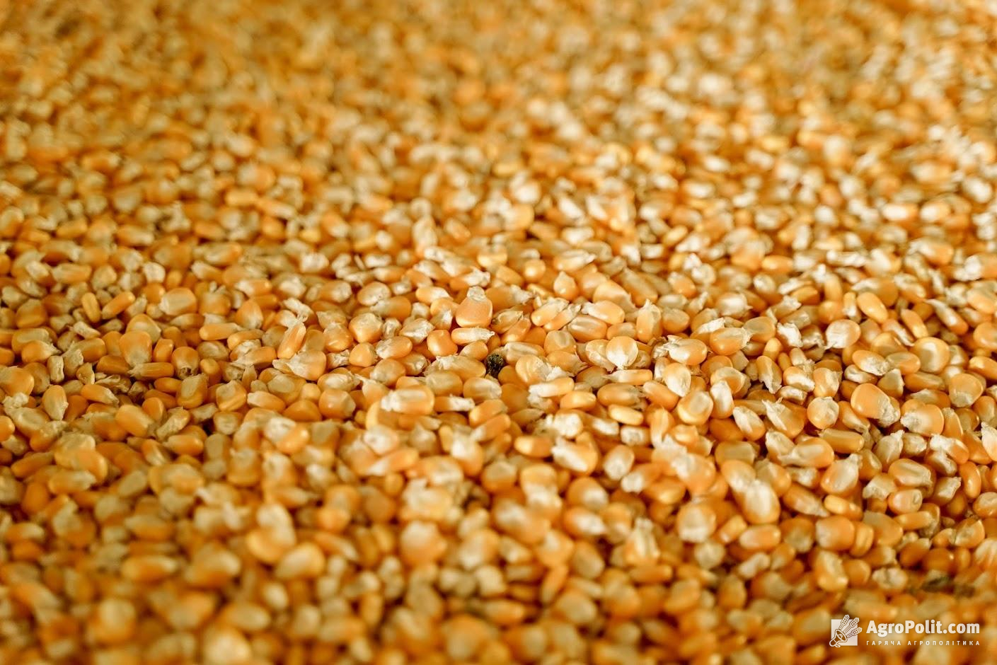 Ф'ючерси на пшеницю та кукурудзу почали зростати, — трейдери