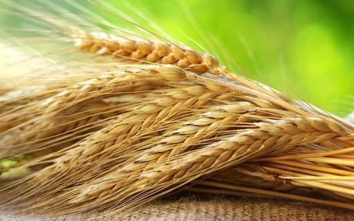 Урожай зернових в Україні може скласти 65% від минулогічного — прогноз
