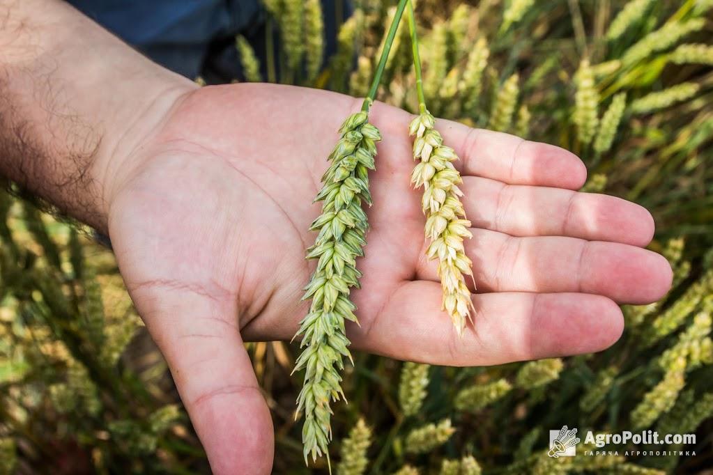 ФАО оголосила тендер для розв'язання проблеми нестачі зерносховищ в українських аграріїв