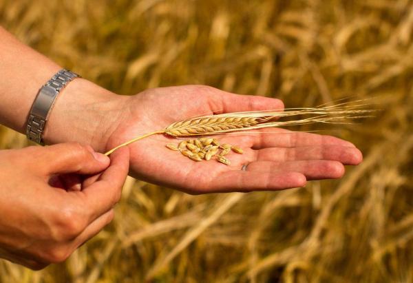 Канада та ООН виділять $40 млн для придбання українським аграріям спецтехніки для зберігання зерна