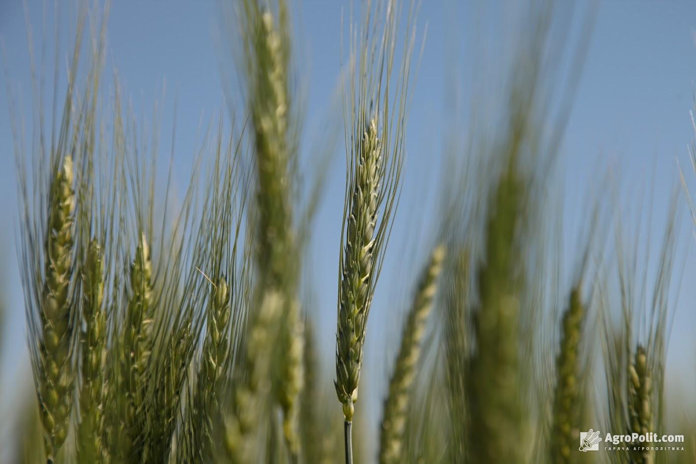 У Мінагрополітики назвали область із найвищим врожаєм зернових