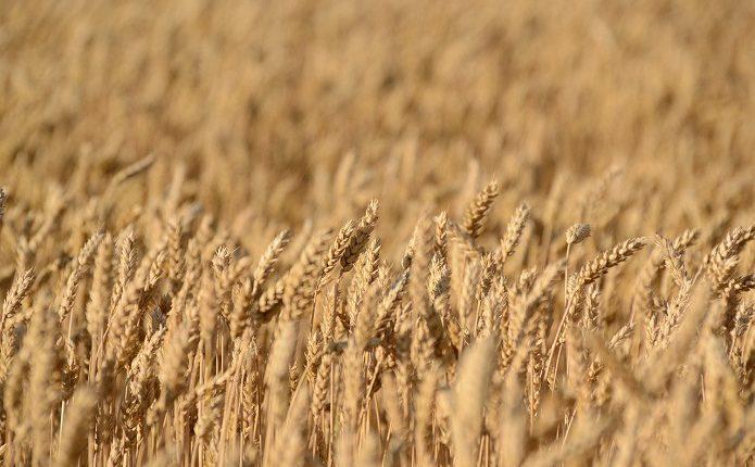 Найвища урожайність зернових зафіксована на Хмельниччині
