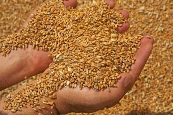 Уряд США виділить $68 млн на закупівлю української пшениці