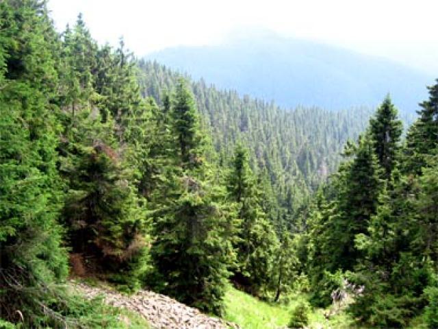 Уряд дав старт реформі лісової галузі