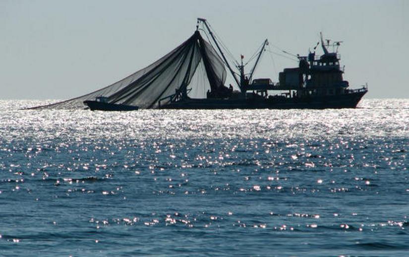 Держрибагентство звинуватило компанію Fishing Company у завданих збитках у 1 млн грн