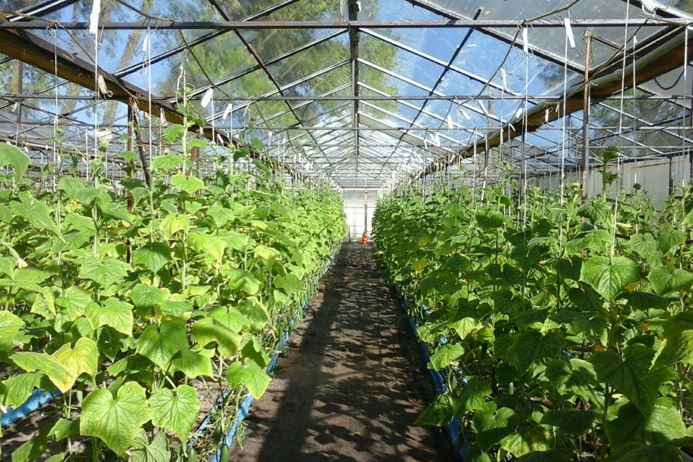 Аграріям нададуть 450 млн грн на розвиток переробки, тепличних господарств та садівництва