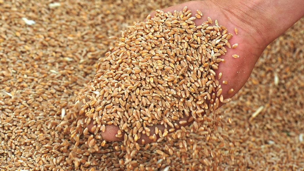 Аграрії зібрали 100% пшениці та ячменю нового врожаю