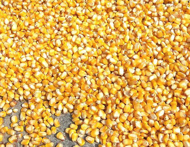 На Черкащині продають завод з переробки кукурудзи на біоетанол за 129 млн грн
