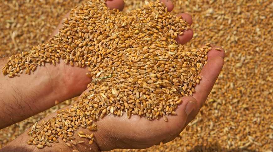 Україна скоротила експорт зерна на 33%
