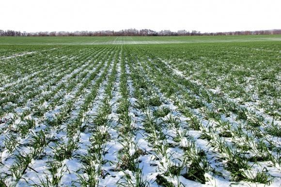 Українські аграрії скоротять площі під озимою пшеницею на 40% – ФАО