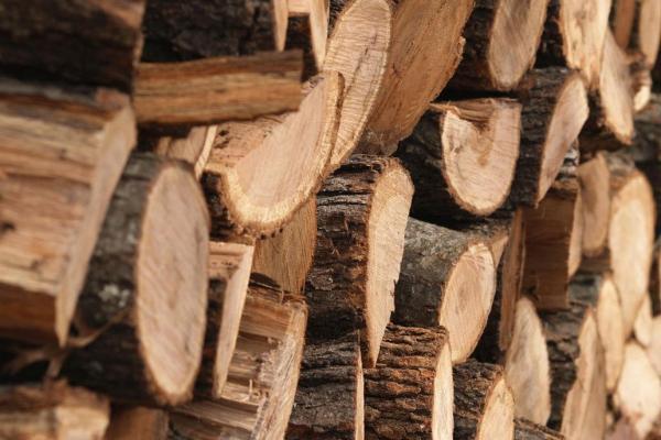 Лісівники заготовили рекордний запас дров – Держлісагентство