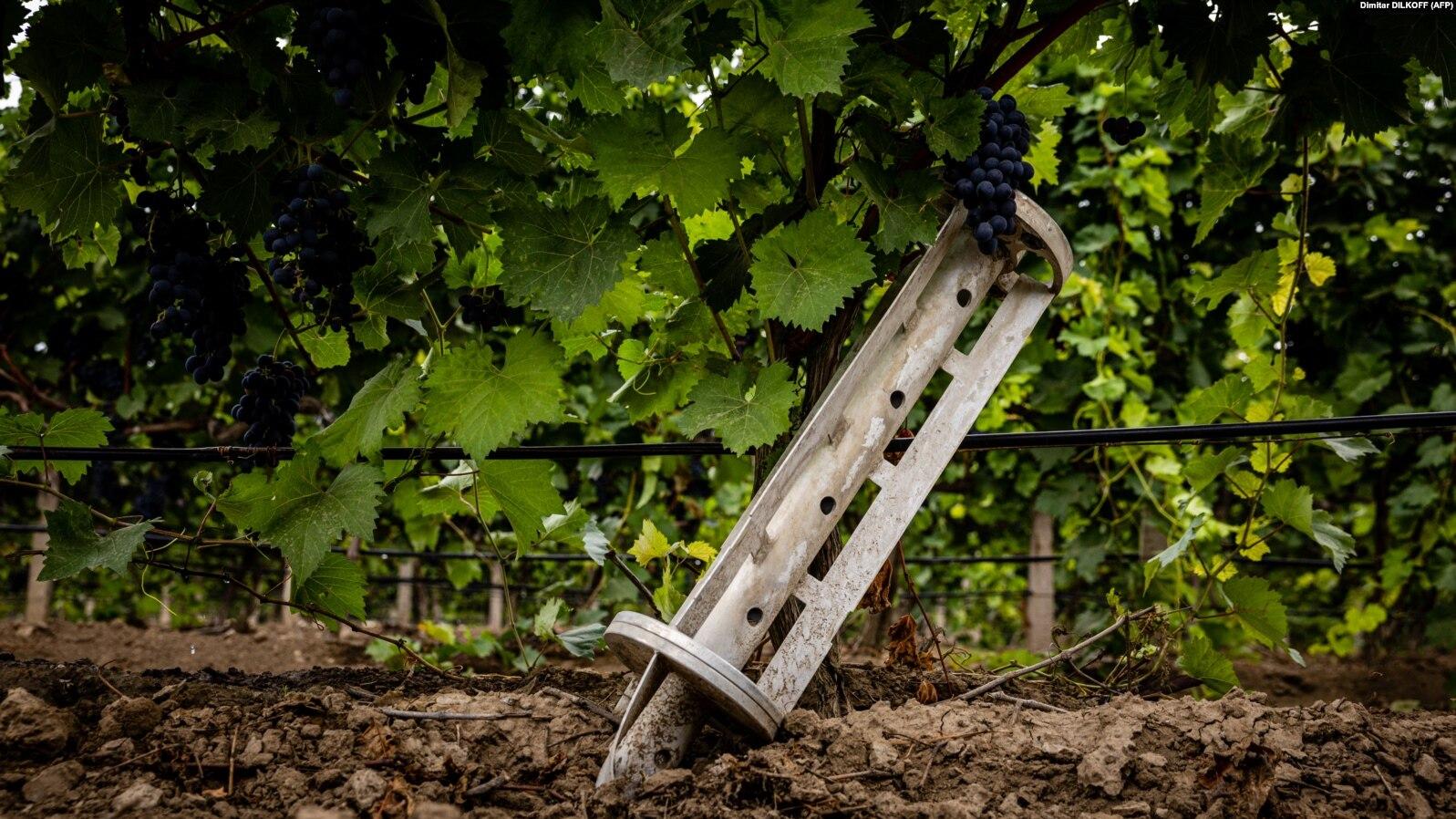 На Херсонщині окупанти вщент знищили виноградники – експерт