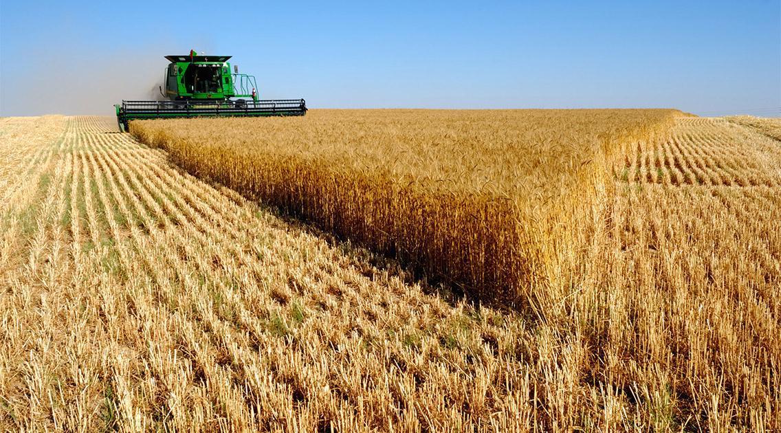 Названо регіон-лідер по врожайності зернових в Україні у 2022 році