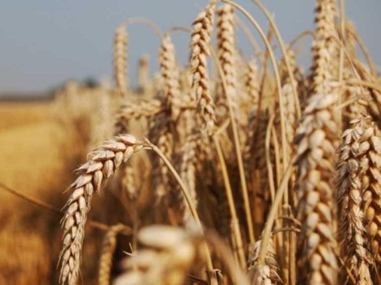 Україна увійшла у ТОП-10 виробників пшениці у світі
