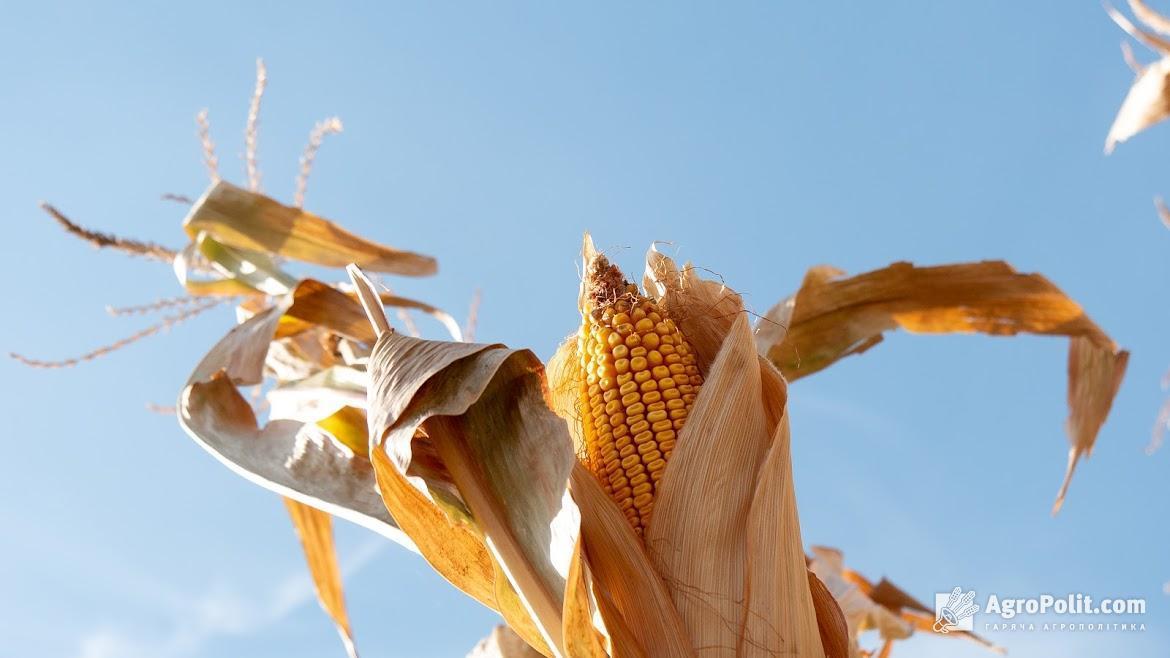 Названо умову поновлення експорту кукурудзи до Китаю