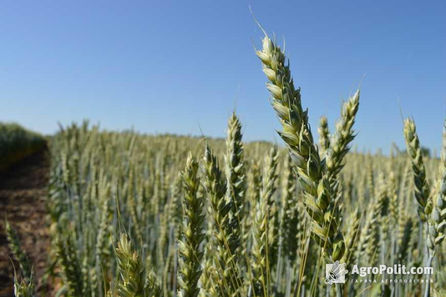 Оприлюднена структура українського аграрного виробництва за рік російської агресії