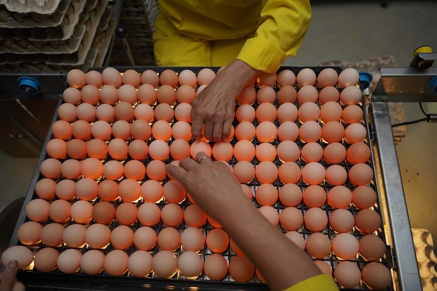Україна зможе торгувати з Південно-Африканською Республікою яєчними продуктами