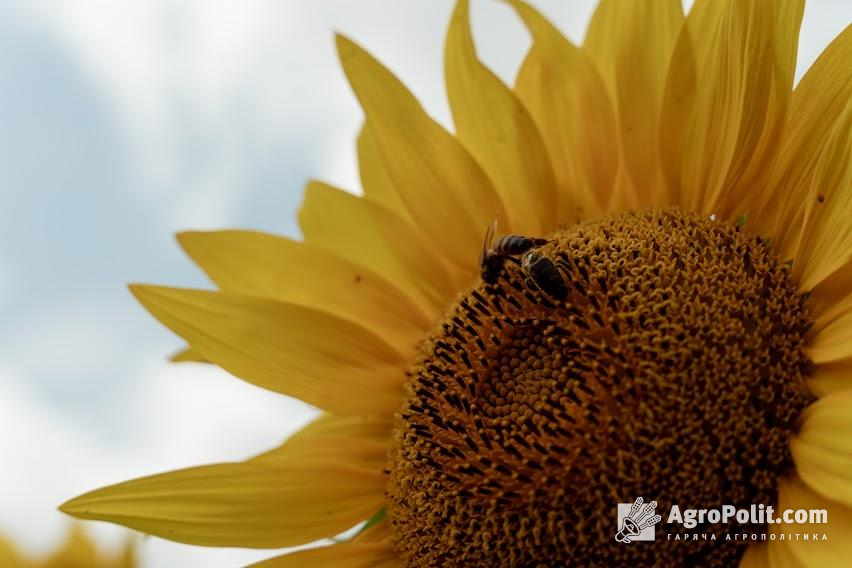 Японського агентство міжнародного співробітництва надасть Україні насіння соняшника