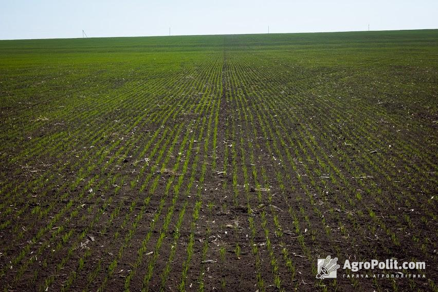 Одеська область розпочала сіяти пшеницю, ячмінь та горох