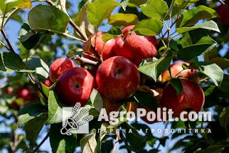 Яблука подешевшають через зниження доходів українців