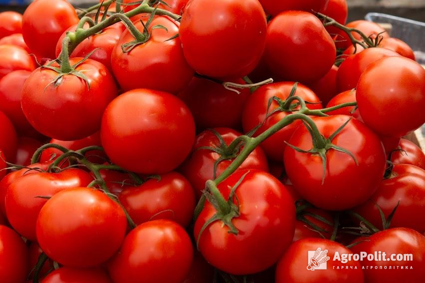 У минулому році, кілограм помідорів у цей період на оптовому ринку обходився в 60 грн