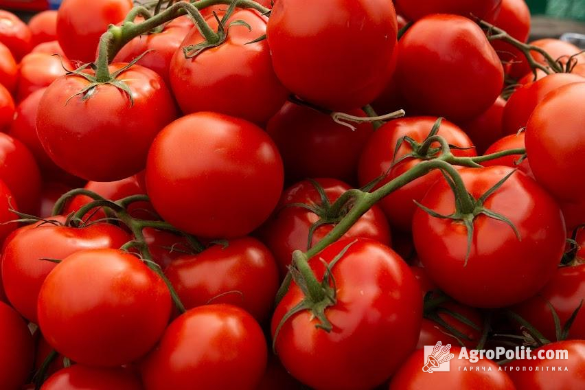 Туреччина обмежила експорт помідорів через землетрус