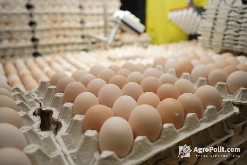 Ціна яєць залежить від інфляції, також на неї впливає енергетична криза