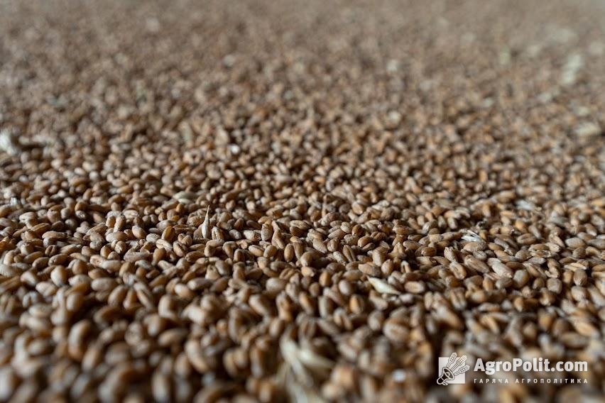 Велика кількість дешевого українського зерна потрапляє на ринок Польщі