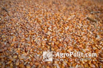 Пшениці поставили на $168,8 млн, що дорівнює 17,7% від загального об’єму її експорту