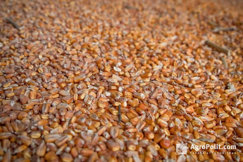 Поставки кукурудзи становлять близько половини вантажів, а пшениці – близько чверті