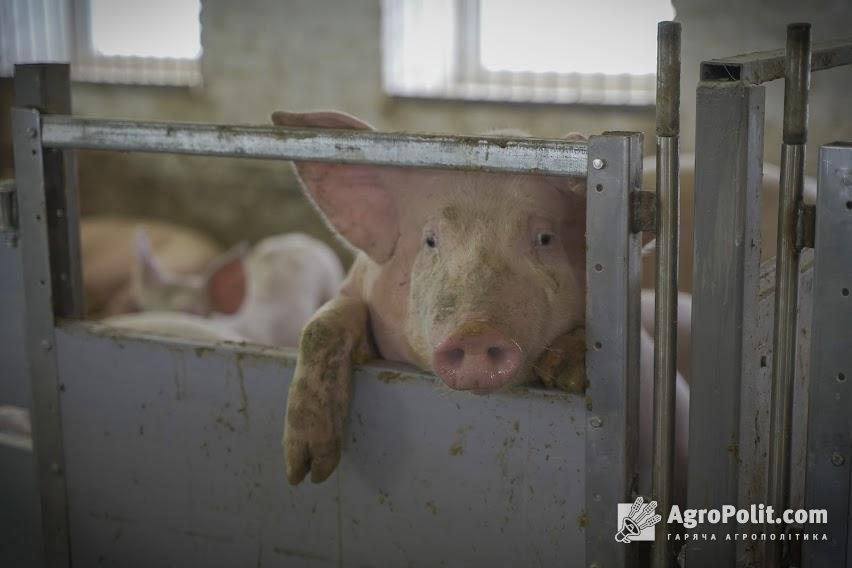 В Україні  планують підвищити поголів’я свиней до показника 1991 року у 20 млн голів